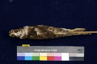 鳳頭蒼鷹藏品圖，第4張